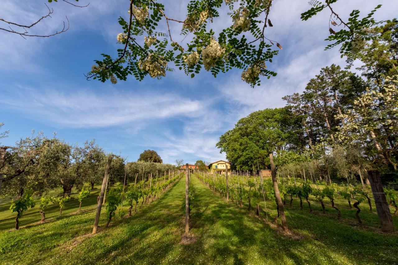 Podere Sant'Antonio Fauglia Eksteriør bilde