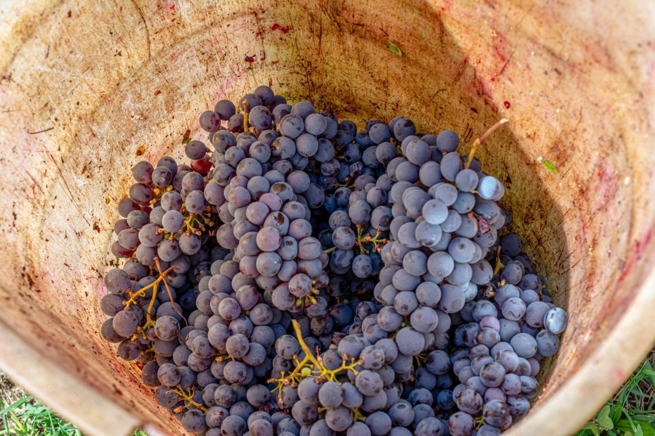 Podere Sant'Antonio Fauglia Eksteriør bilde