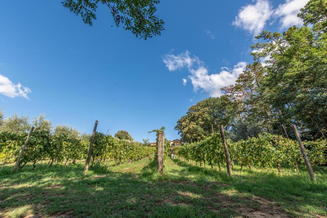 Podere Sant'Antonio Fauglia Eksteriør bilde