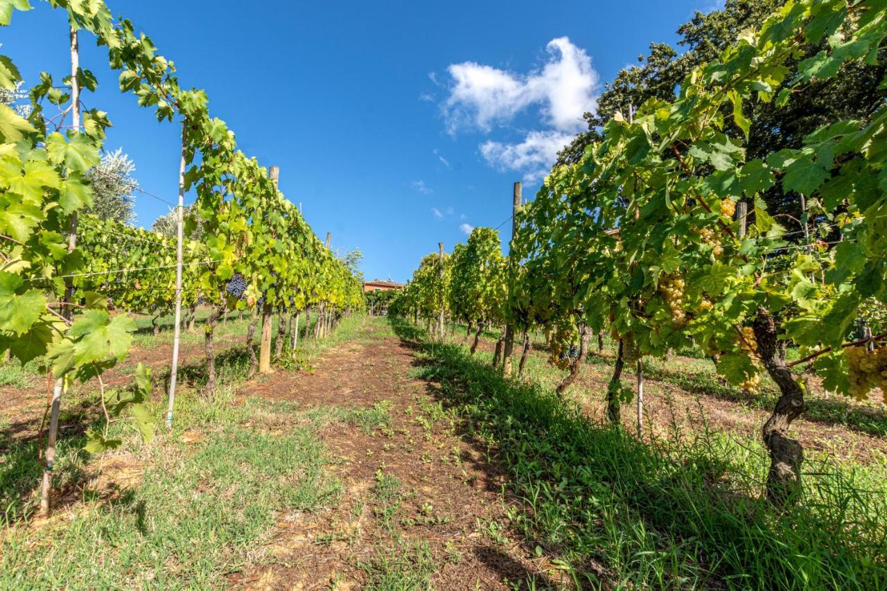 Podere Sant'Antonio Fauglia Eksteriør bilde