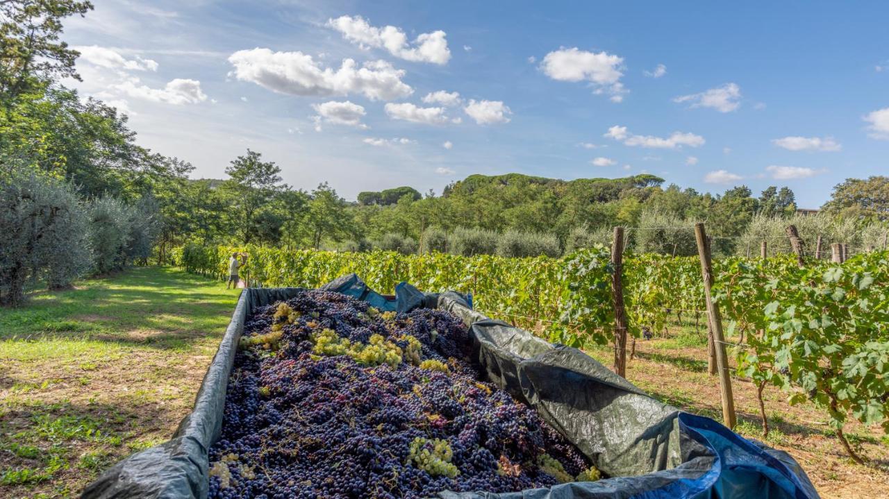 Podere Sant'Antonio Fauglia Eksteriør bilde